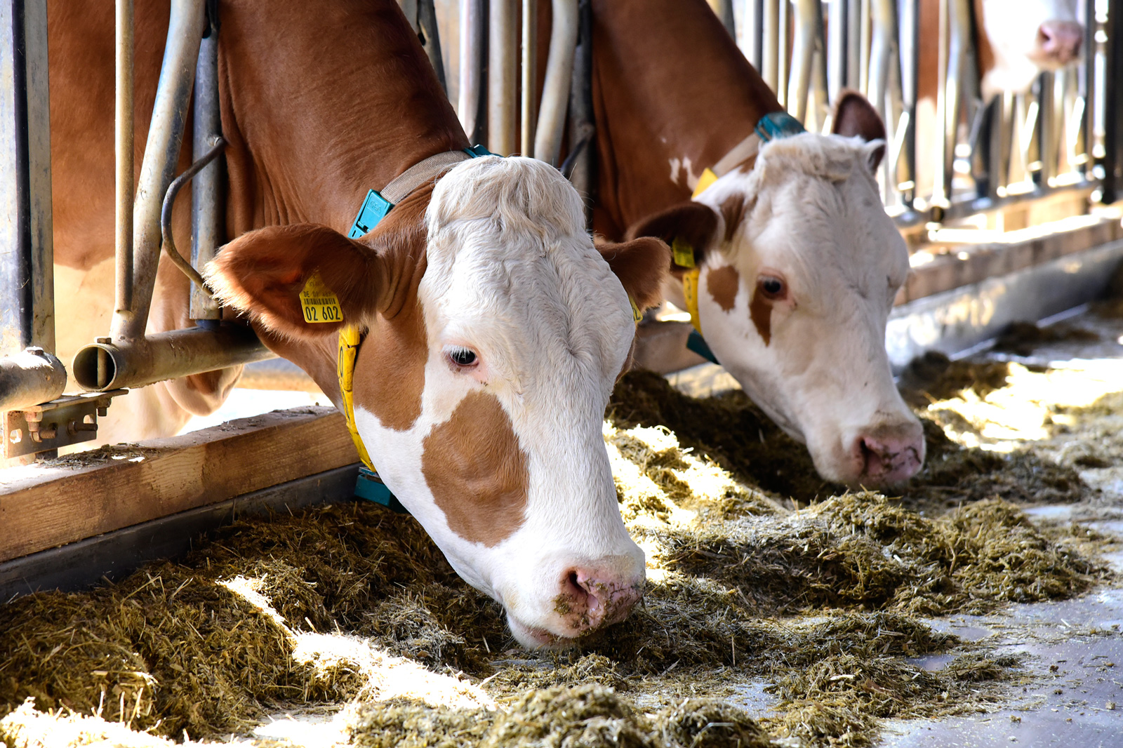 Ad Rind BiLa-Lehrgang Rind, Schwerpunkt Milchvieh | Landwirtschaftliche ...